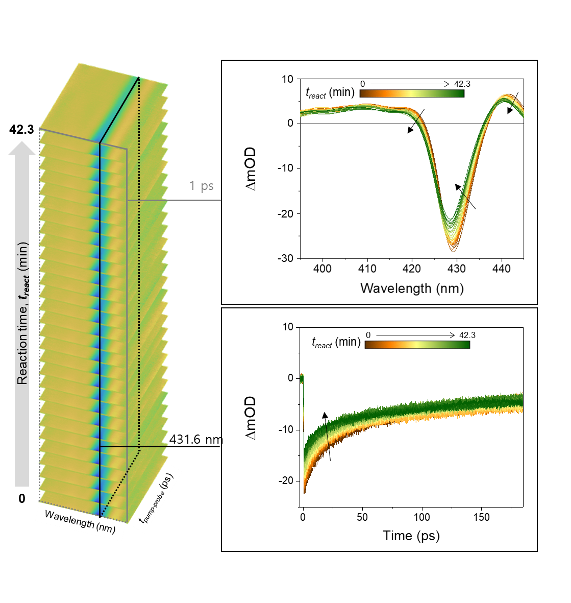 Figure 3. AI-TA analysis of light-induced agglomeration in perovskite nanoplatelets
Time-resolved transient absorption spectra were collected using AI-TA over a continuous reaction period of approximately 42 minutes (left). The dataset was segmented based on reaction time to reveal the evolution of photophysical characteristics. As the colloidal nanoplatelets agglomerated under light exposure, both the spectral features (top right) and decay kinetics (bottom right) exhibited noticeable changes, indicating alterations in exciton dynamics and nanoplatelet structure during the agglomeration process.